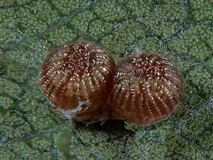 Aporophyla lueneburgensis