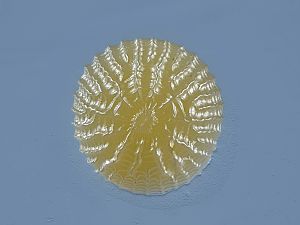 Aporophyla lutulenta