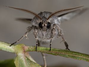Aporophyla lutulenta