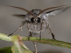 Aporophyla lutulenta