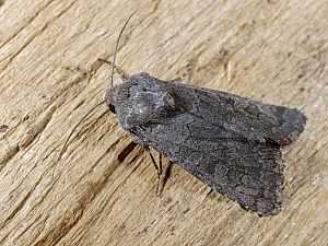 Aporophyla lutulenta