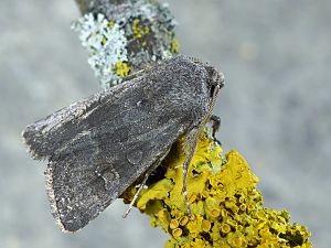 Aporophyla lutulenta