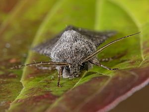 Aporophyla lutulenta