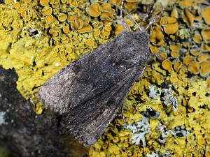 Aporophyla lutulenta W