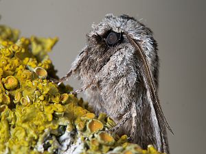 Asteroscopus sphinx