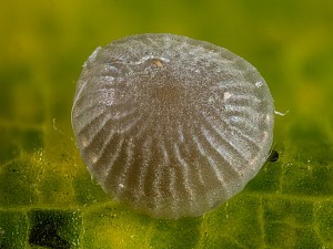Asteroscopus sphinx Raupe