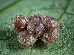 Asteroscopus sphinx Raupe