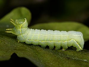 Asteroscopus sphinx Raupe