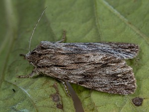 Asteroscopus sphinx Raupe