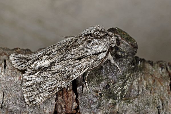 Asteroscopus sphinx