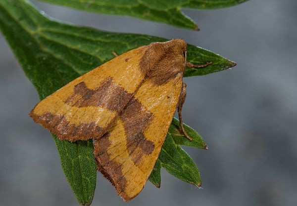 Atethmia centrago