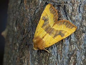 Atethmia centrago