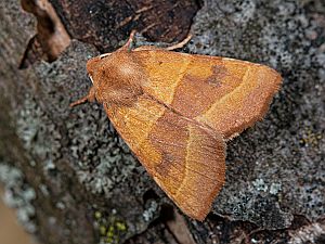 Atethmia centrago