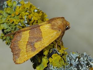 Atethmia centrago