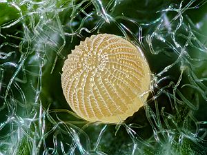 Athetis lepigone