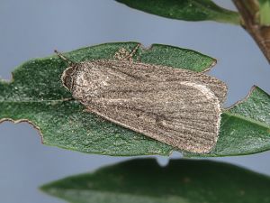 Athetis lepigone