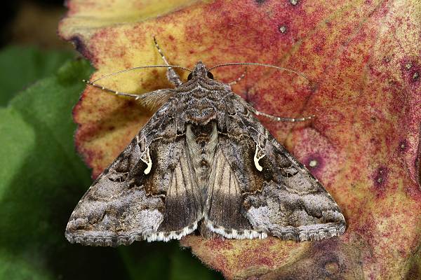 Autographa gamma