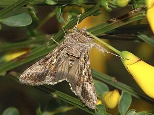 Autographa gamma