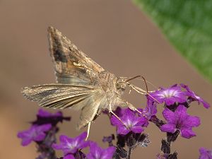 Autographa gamma