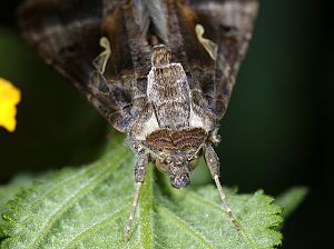 Autographa gamma