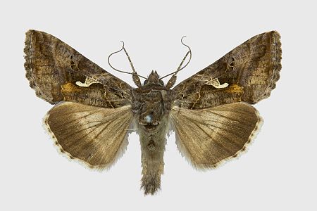 Autographa gamma