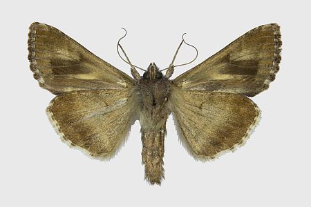 Autographa gamma
