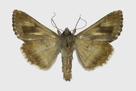 Autographa gamma