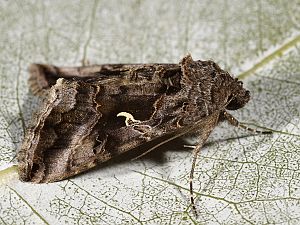 Autographa gamma