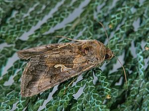 Autographa gamma