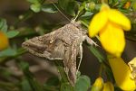 Autographa gamma