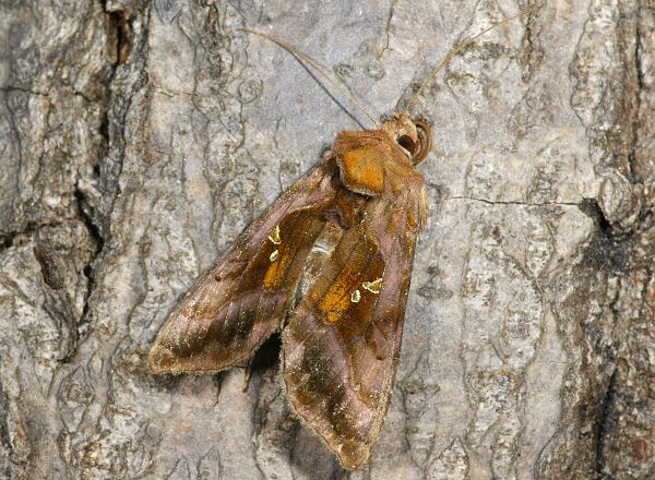 Autographa jota