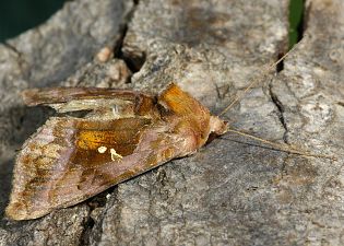 Autographa jota