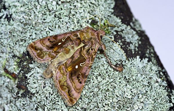 Autographa pulchrina