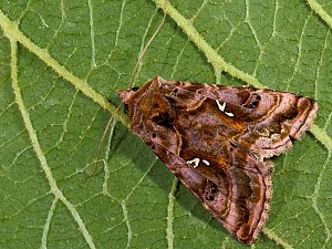 Autographa pulchrina