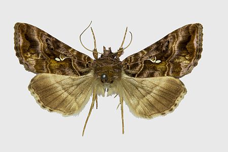 Autographa pulchrina