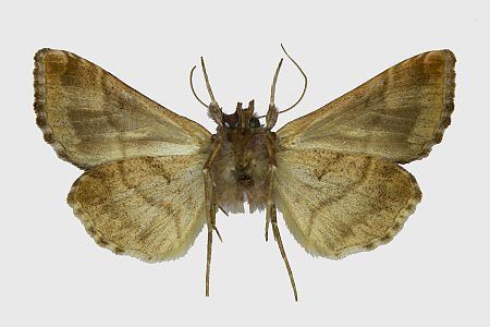 Autographa pulchrina