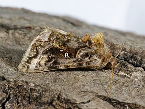 Autographa pulchrina