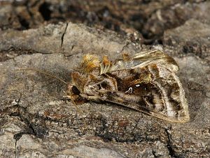 Autographa pulchrina