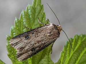 Axylia putris