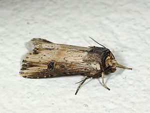 Axylia putris