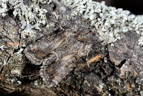 Bryophila raptricula