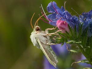 Calamia tridens