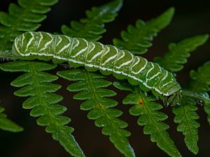 Callopistria juventina Raupe