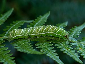 Callopistria juventina Raupe