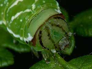 Callopistria juventina Raupe