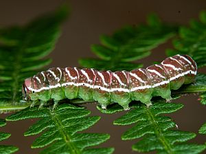 Callopistria juventina Raupe