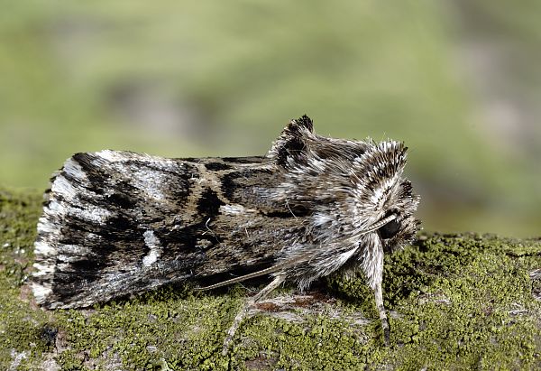 Calophasia lunula