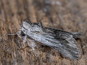 Calophasia platyptera