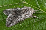 Calophasia platyptera