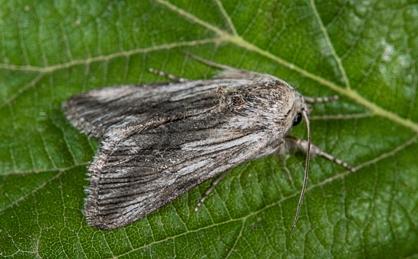 Calophasia platyptera